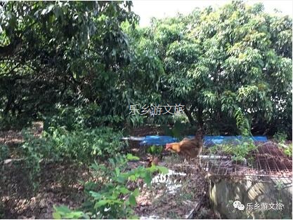 <a href=http://www.lexiangyou.org/xiangcunlvyou/ target=_blank class=infotextkey>乡村旅游</a>：人文荟萃，农趣盎然；超多原生态食材等你：香水柠檬+甲鱼+走地鸡+游水麻鸭+河鲜...
