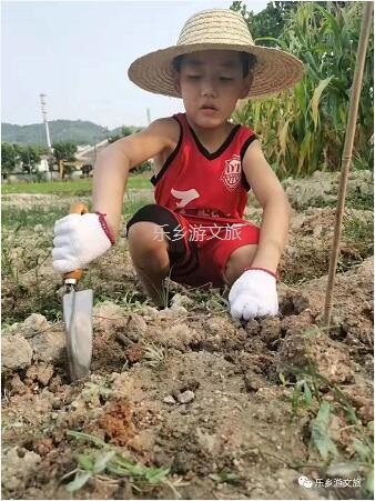 <a href=http://www.lexiangyou.org/xiangcunlvyou/ target=_blank class=infotextkey>乡村旅游</a>：丰收季节，稻谷笑弯了腰！小农夫在农耕中体验人生的快乐
