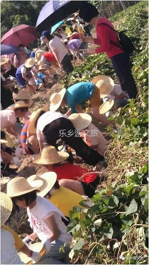 <a href=http://www.lexiangyou.org/xiangcunlvyou/ target=_blank class=infotextkey>乡村旅游</a>：丰收季节，稻谷笑弯了腰！小农夫在农耕中体验人生的快乐