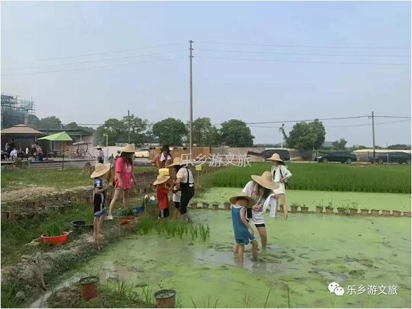 <a href=http://www.lexiangyou.org/xiangcunlvyou/ target=_blank class=infotextkey>乡村旅游</a>：丰收季节，稻谷笑弯了腰！小农夫在农耕中体验人生的快乐
