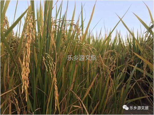 <a href=http://www.lexiangyou.org/xiangcunlvyou/ target=_blank class=infotextkey>乡村旅游</a>：丰收季节，稻谷笑弯了腰！小农夫在农耕中体验人生的快乐
