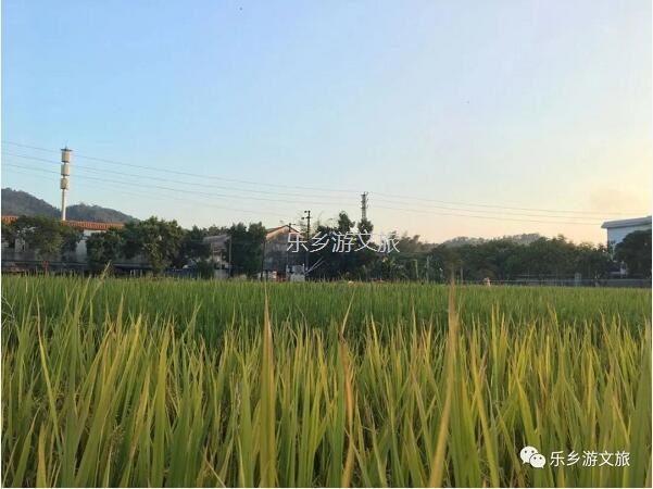 <a href=http://www.lexiangyou.org/xiangcunlvyou/ target=_blank class=infotextkey>乡村旅游</a>：丰收季节，稻谷笑弯了腰！小农夫在农耕中体验人生的快乐