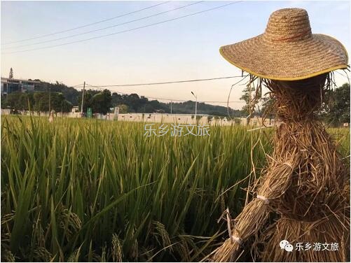 <a href=http://www.lexiangyou.org/xiangcunlvyou/ target=_blank class=infotextkey>乡村旅游</a>：丰收季节，稻谷笑弯了腰！小农夫在农耕中体验人生的快乐