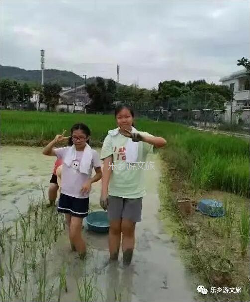 <a href=http://www.lexiangyou.org/xiangcunlvyou/ target=_blank class=infotextkey>乡村旅游</a>：丰收季节，稻谷笑弯了腰！小农夫在农耕中体验人生的快乐