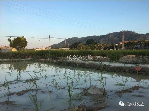 <a href=http://www.lexiangyou.org/xiangcunlvyou/ target=_blank class=infotextkey>乡村旅游</a>：丰收季节，稻谷笑弯了腰！小农夫在农耕中体验人生的快乐