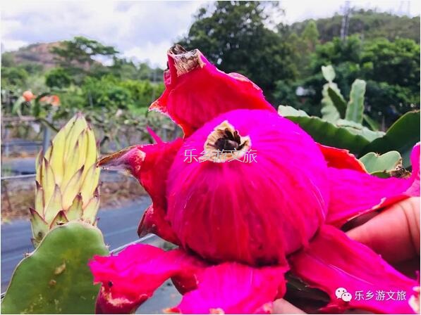 <a href=http://www.lexiangyou.org/xiangcunlvyou/ target=_blank class=infotextkey>乡村旅游</a>：【树上熟】山泉水灌溉，鲜嫩爽滑，香甜多汁