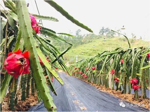 <a href=http://www.lexiangyou.org/xiangcunlvyou/ target=_blank class=infotextkey>乡村旅游</a>：【树上熟】山泉水灌溉，鲜嫩爽滑，香甜多汁