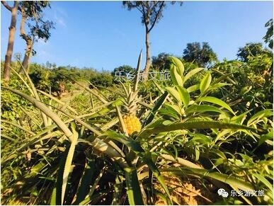 <a href=http://www.lexiangyou.org/xiangcunlvyou/ target=_blank class=infotextkey>乡村旅游</a>：【名优】爽脆+即食+蜜甜，又到成熟季