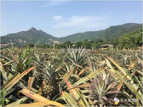 <a href=http://www.lexiangyou.org/xiangcunlvyou/ target=_blank class=infotextkey>乡村旅游</a>：【名优】爽脆+即食+蜜甜，又到成熟季