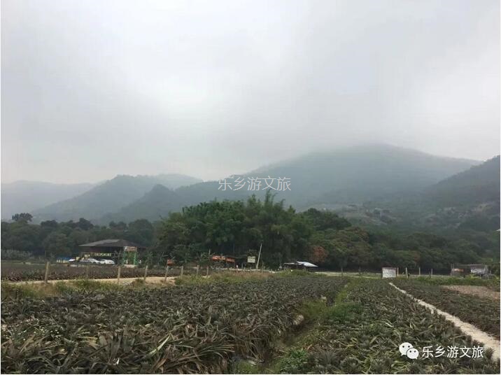 <a href=http://www.lexiangyou.org/xiangcunlvyou/ target=_blank class=infotextkey>乡村旅游</a>：【名优】爽脆+即食+蜜甜，又到成熟季