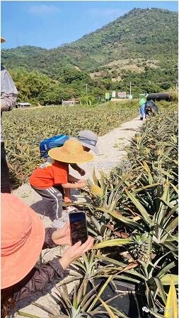 <a href=http://www.lexiangyou.org/xiangcunlvyou/ target=_blank class=infotextkey>乡村旅游</a>：【名优】爽脆+即食+蜜甜，又到成熟季
