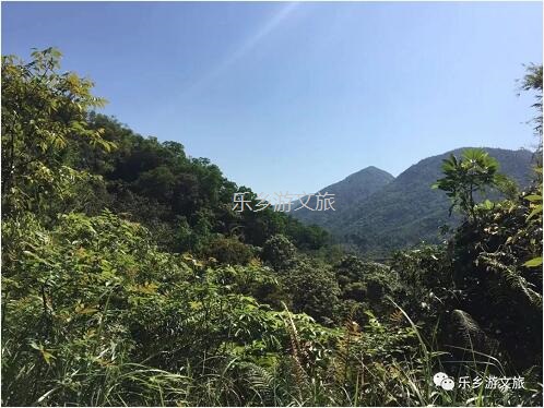 乡村旅游：【度假】树影与星空交织，在大自然中享受假期的浪漫