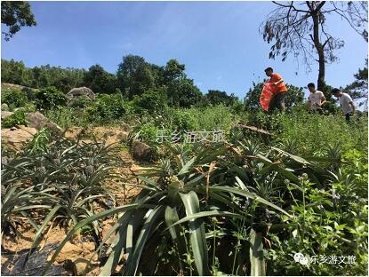 <a href=http://www.lexiangyou.org/xiangcunlvyou/ target=_blank class=infotextkey>乡村旅游</a>：【名优】爽脆+即食+蜜甜，又到成熟季