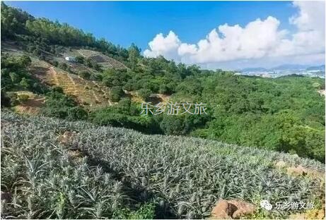 <a href=http://www.lexiangyou.org/xiangcunlvyou/ target=_blank class=infotextkey>乡村旅游</a>：【名优】爽脆+即食+蜜甜，又到成熟季