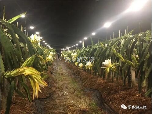 <a href=http://www.lexiangyou.org/xiangcunlvyou/ target=_blank class=infotextkey>乡村旅游</a>：【树上熟】鲜嫩爽滑，香甜多汁；美容美颜，清热解毒