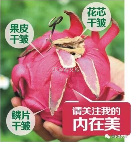 <a href=http://www.lexiangyou.org/xiangcunlvyou/ target=_blank class=infotextkey>乡村旅游</a>：【树上熟】鲜嫩爽滑，香甜多汁；美容美颜，清热解毒