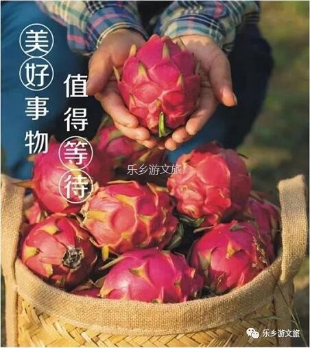 <a href=http://www.lexiangyou.org/xiangcunlvyou/ target=_blank class=infotextkey>乡村旅游</a>：【树上熟】鲜嫩爽滑，香甜多汁；美容美颜，清热解毒