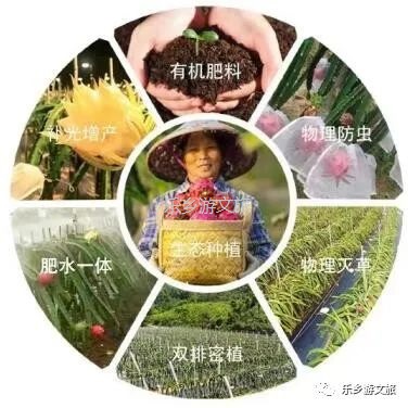 <a href=http://www.lexiangyou.org/xiangcunlvyou/ target=_blank class=infotextkey>乡村旅游</a>：【树上熟】鲜嫩爽滑，香甜多汁；美容美颜，清热解毒