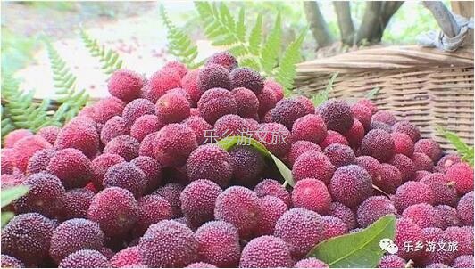 <a href=http://www.lexiangyou.org/xiangcunlvyou/ target=_blank class=infotextkey>乡村旅游</a>：【古树盛果】果肉细嫩，酸甜适口，风味浓郁；欢迎品尝
