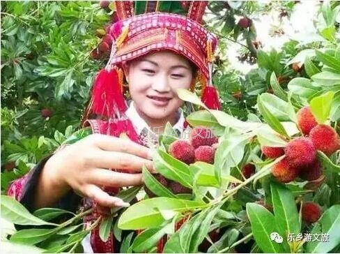 <a href=http://www.lexiangyou.org/xiangcunlvyou/ target=_blank class=infotextkey>乡村旅游</a>：【古树盛果】果肉细嫩，酸甜适口，风味浓郁；欢迎品尝