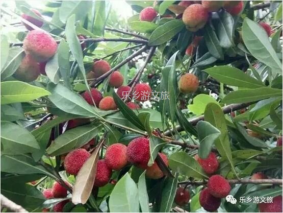 <a href=http://www.lexiangyou.org/xiangcunlvyou/ target=_blank class=infotextkey>乡村旅游</a>：【古树盛果】果肉细嫩，酸甜适口，风味浓郁；欢迎品尝