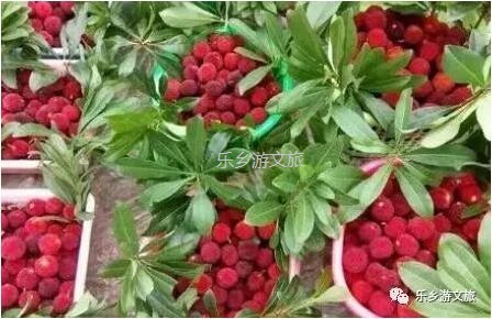<a href=http://www.lexiangyou.org/xiangcunlvyou/ target=_blank class=infotextkey>鄉村旅游</a>：【古樹盛果】飽滿汁多，果肉細嫩，酸甜適口，風味濃郁
