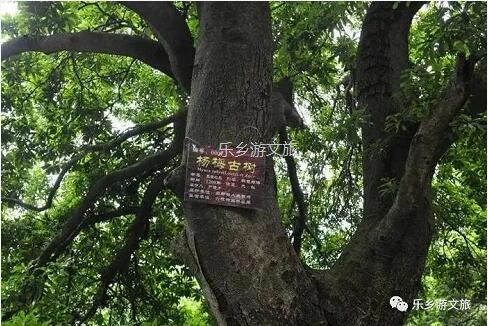 <a href=http://www.lexiangyou.org/xiangcunlvyou/ target=_blank class=infotextkey>鄉村旅游</a>：【古樹盛果】飽滿汁多，果肉細嫩，酸甜適口，風味濃郁