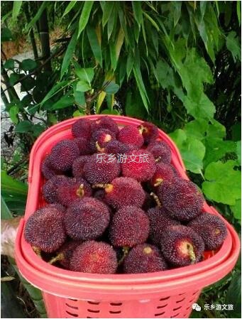 <a href=http://www.lexiangyou.org/xiangcunlvyou/ target=_blank class=infotextkey>鄉村旅游</a>：【古樹盛果】飽滿汁多，果肉細嫩，酸甜適口，風味濃郁