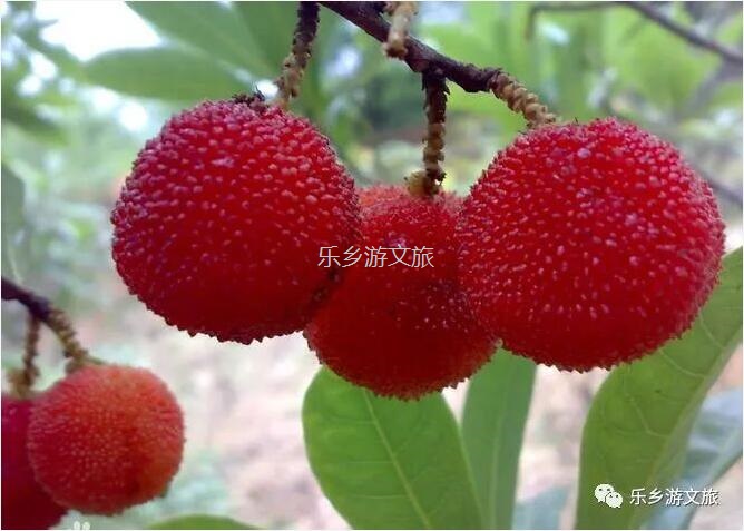 <a href=http://www.lexiangyou.org/xiangcunlvyou/ target=_blank class=infotextkey>鄉村旅游</a>：【古樹盛果】飽滿汁多，果肉細嫩，酸甜適口，風味濃郁
