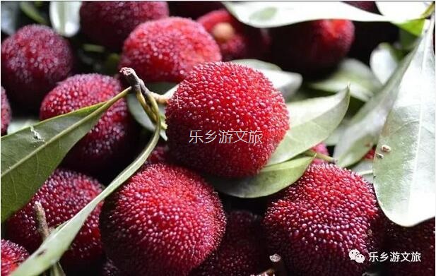 <a href=http://www.lexiangyou.org/xiangcunlvyou/ target=_blank class=infotextkey>鄉村旅游</a>：【古樹盛果】飽滿汁多，果肉細嫩，酸甜適口，風味濃郁